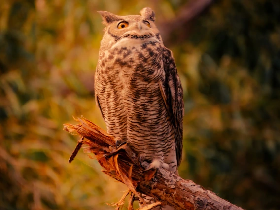 photo of an owl