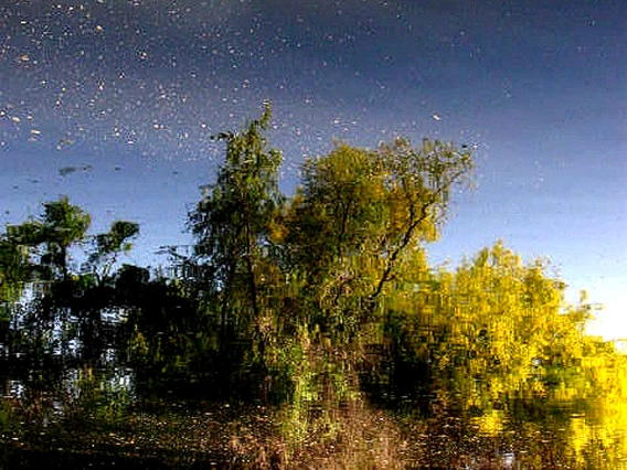 photo of trees being reflected in body of water