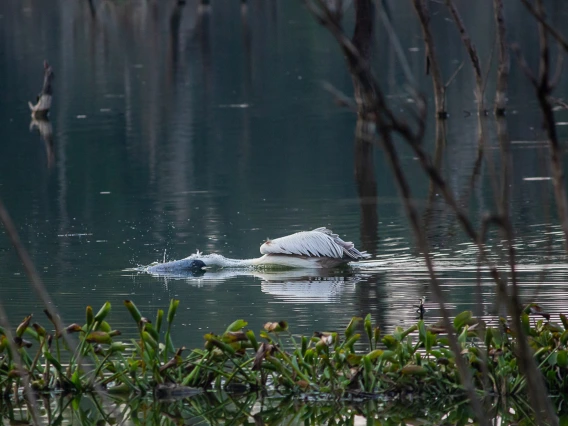 photo of water bird catching prey