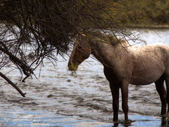 horse standing on the banks of the salt river