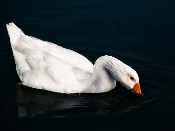 photo of a goose in water 