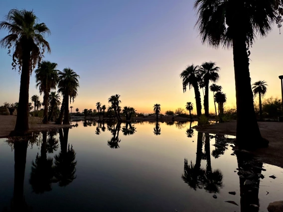 photo of palm tree silhouttes at dusk