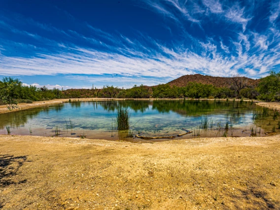 a pond in organ pipe cactus national monument