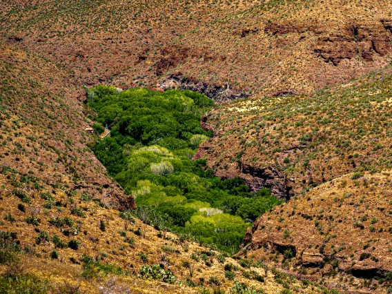 a small green patch of vegetation in an otherwise arid desert area