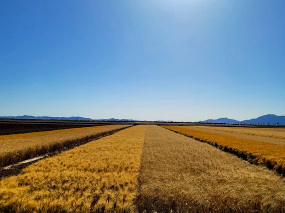 photo showing agricultural field with rows and the sun in a blue sky