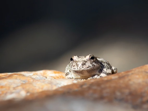 close up photo of frog on a rock