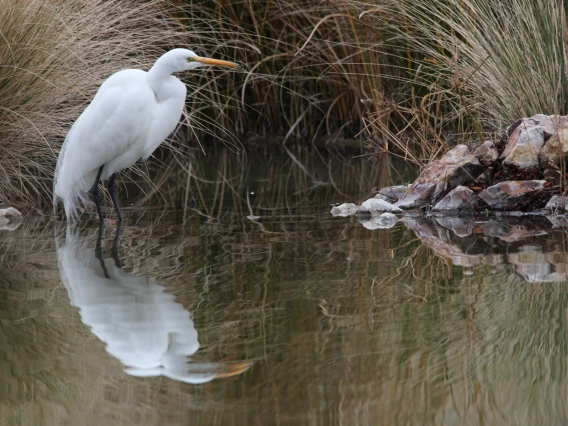 photo of a white heron near the edge of water