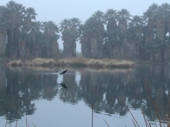 moody photo showing fog and palm tree with a crane flying in front. agua caliente park