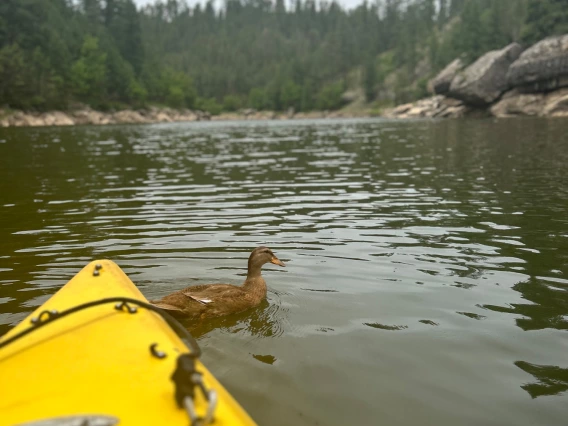 duck "guiding" a kayak