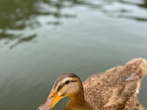 duck "guiding" a kayak