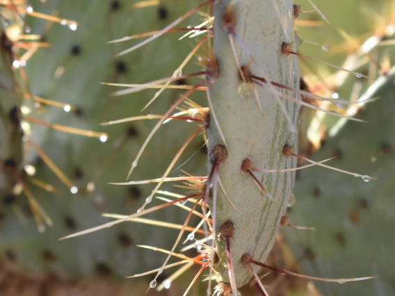 close up photo of cactus pads