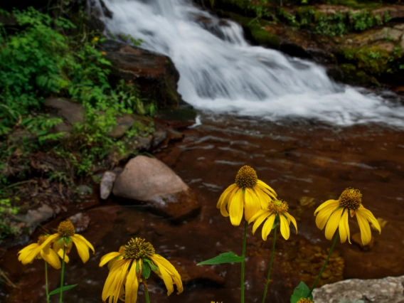 yellow flowers with a small water fall behind them