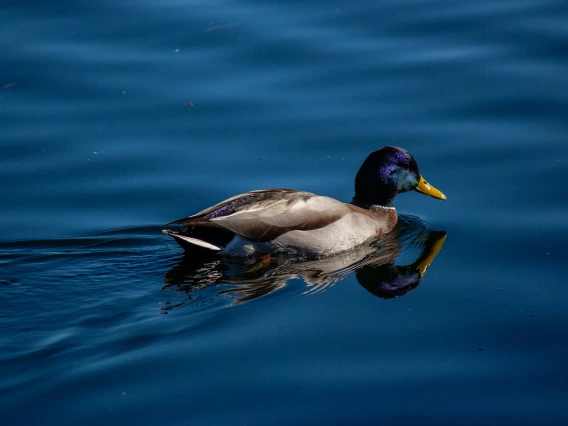 one mallard duck on water