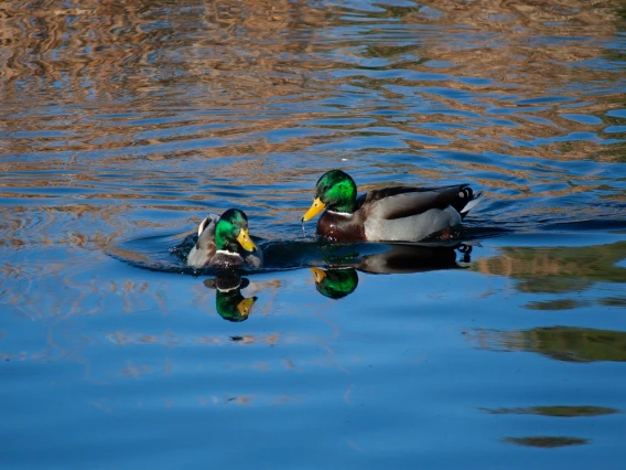 two ducks on water