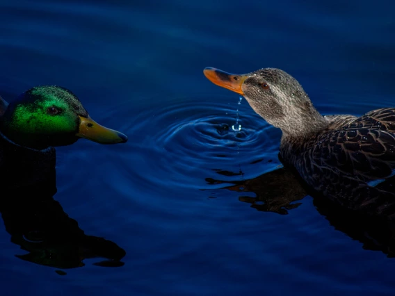 duck on water