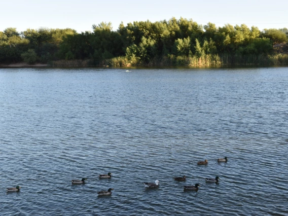 a group of ducks on a lake with some trees