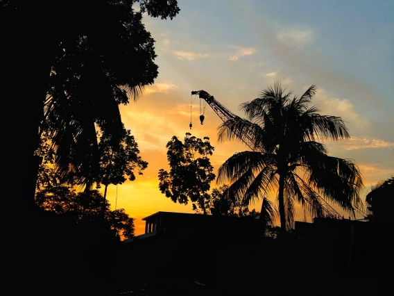 palm trees at sunset