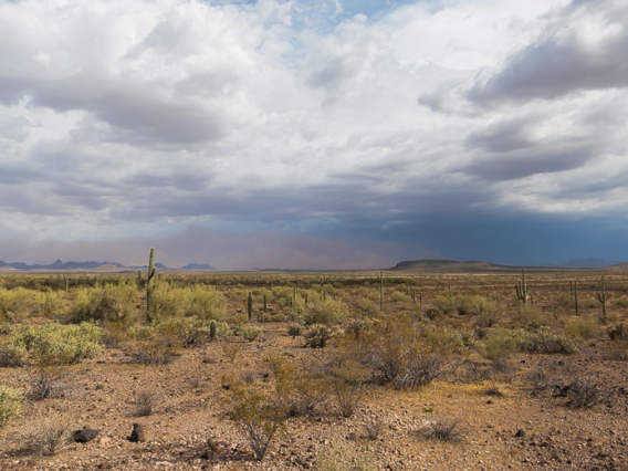 Sonoran desert landscape