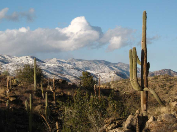 image of snow covered saguaro cactus