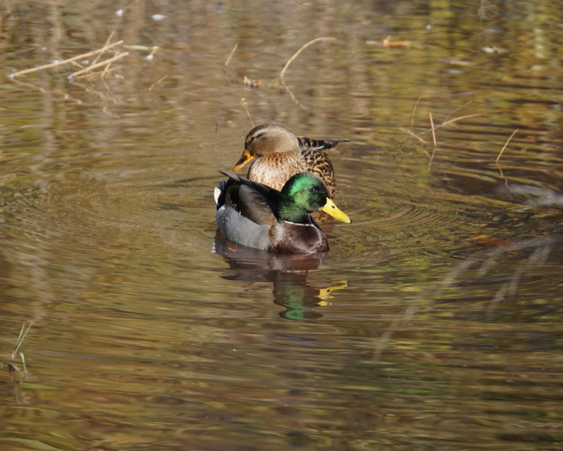 Kristen Mosler - Oak Creek Duck Pair, Sedona