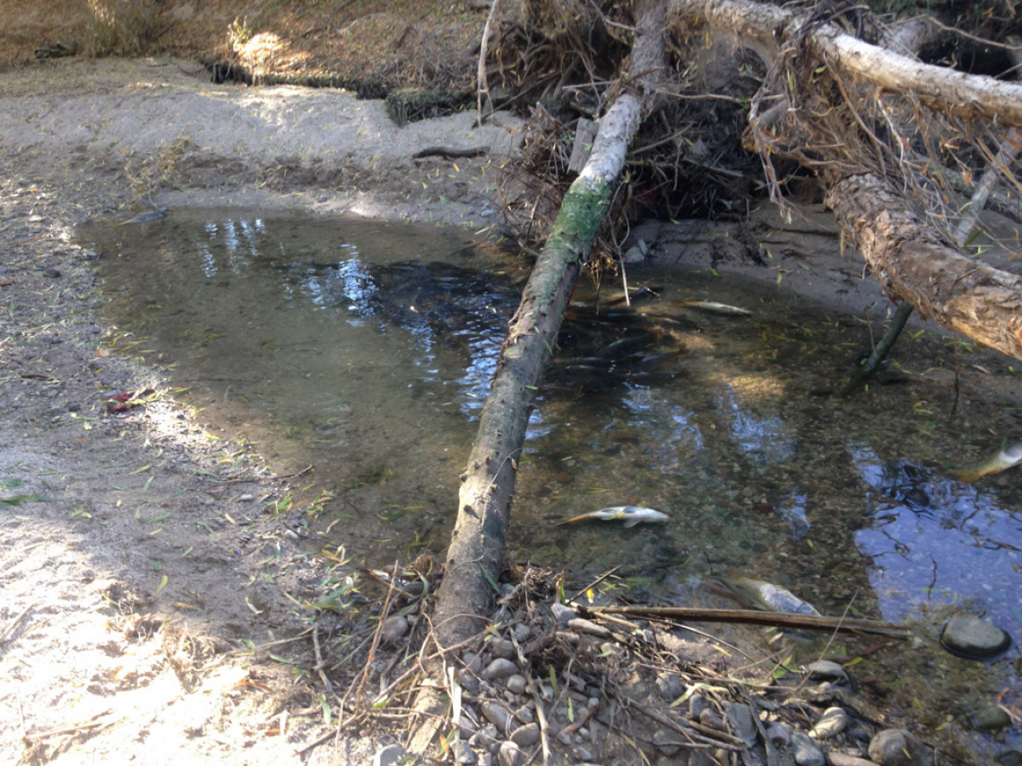Louis Shanley - Fish Die Off, Santa Cruz River at Silverbell District Park