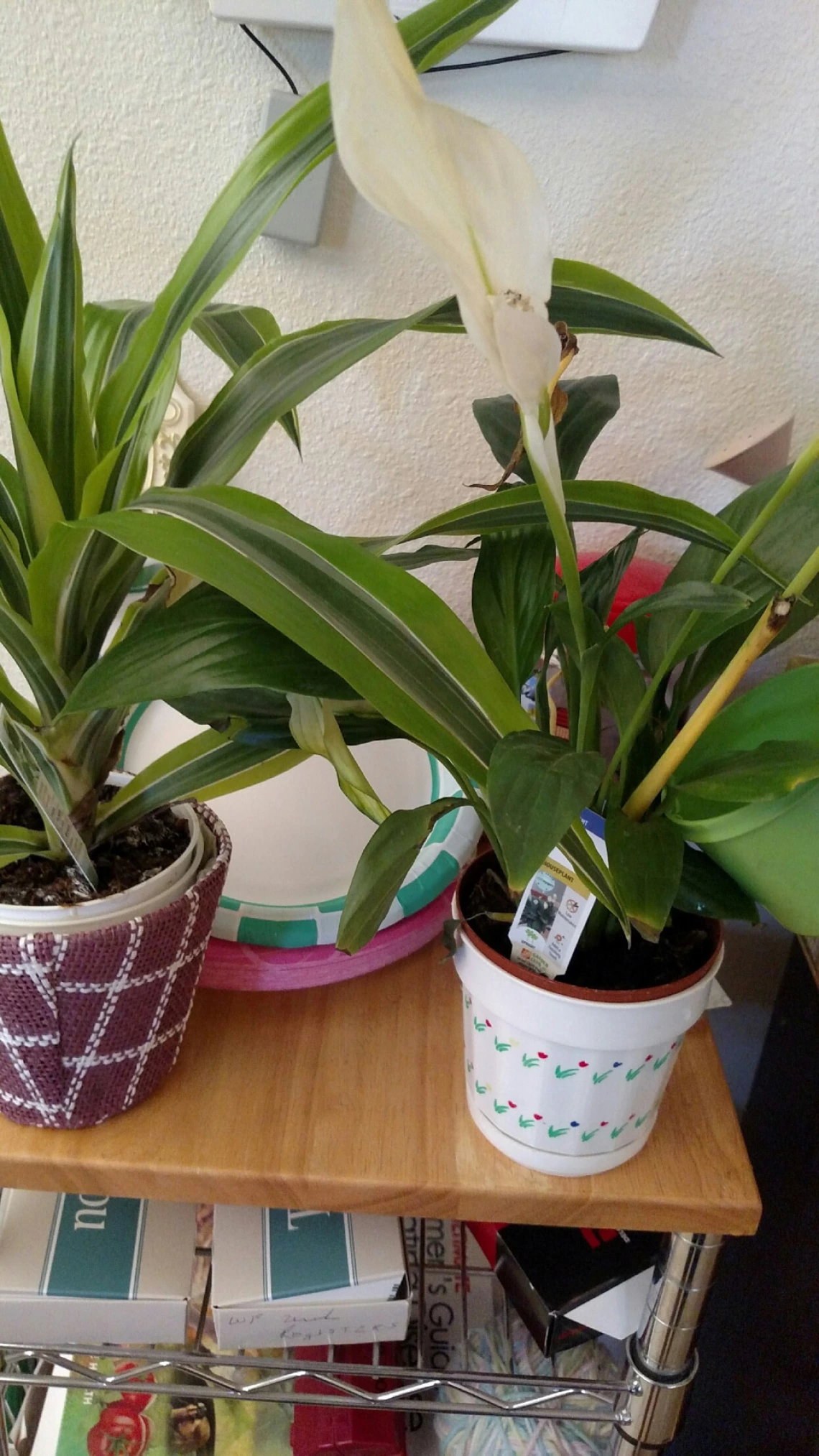 Anne-Marie Meegan - Watering plants including peace lily