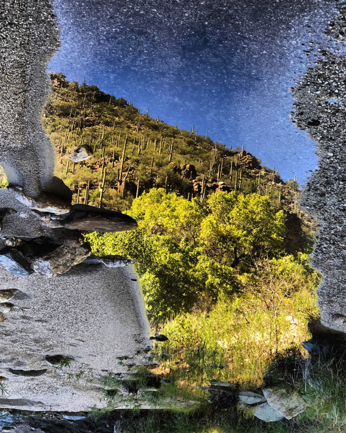 Talia Chorover - Reflection in Standing Water Adjacent to Sabino Creek