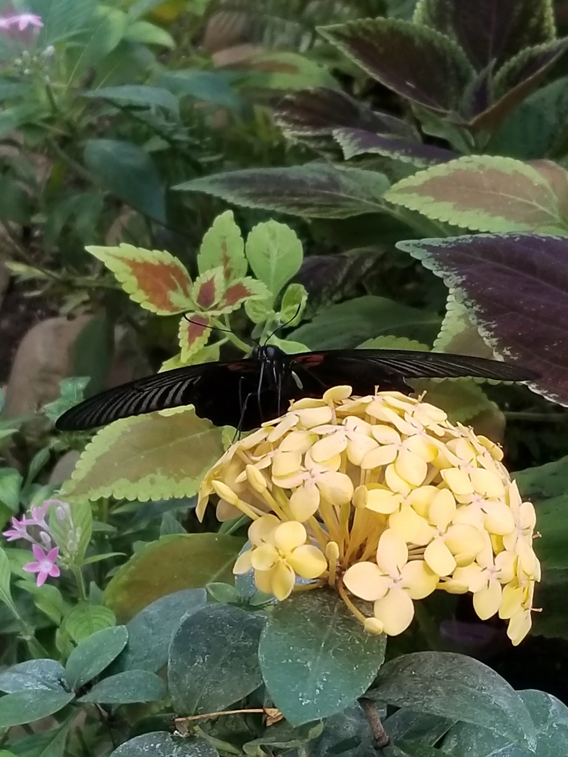 Kelly Cruz - Providing shelter from the storm - Tucson Botanical Garden 2018