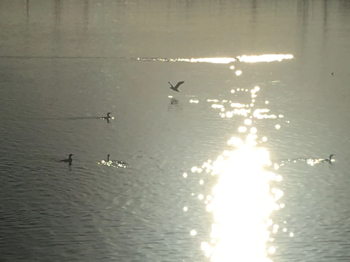 Tom Galeziewski - Taking Flight 2018 Tempe Town Lake