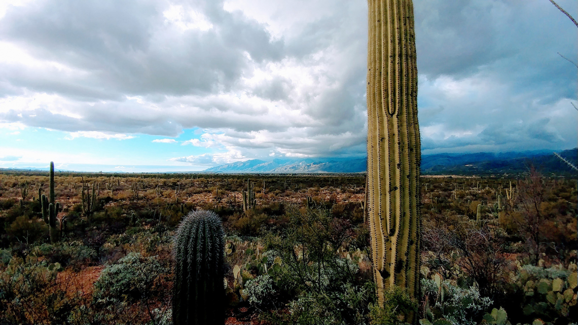 Jake Golden - Saguaro National Park East Post Rainfall 2017 Tucson