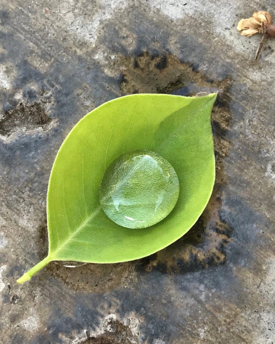 Dave Karasinski - Leaf Pool 2020 Mesa