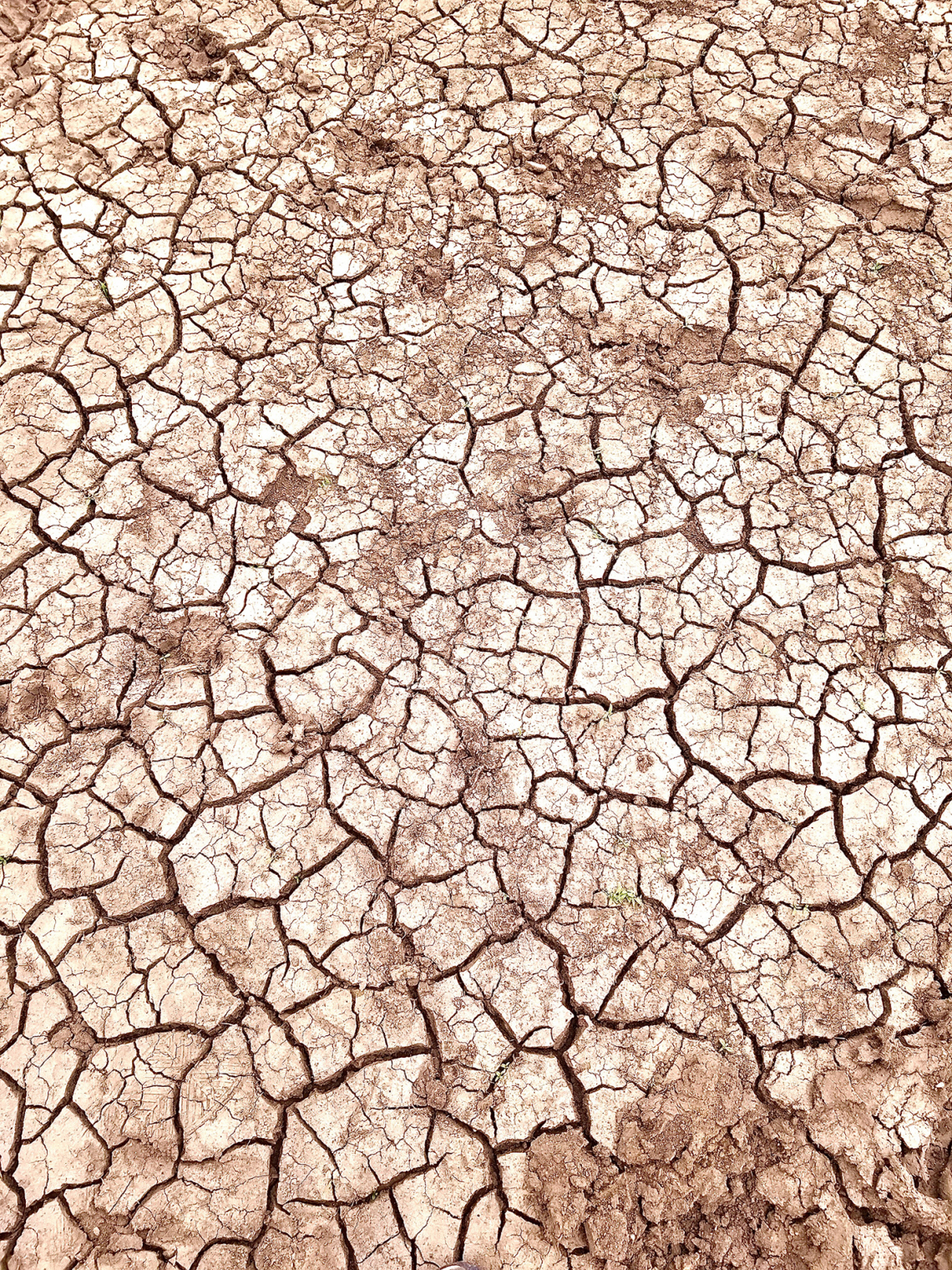 Rachael King - Drought in the Sitgreaves 2021
