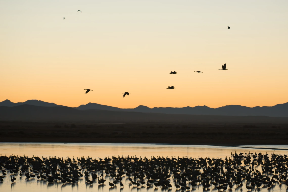 Koch Stephan-Cranes after sunset 2020 Wilcox