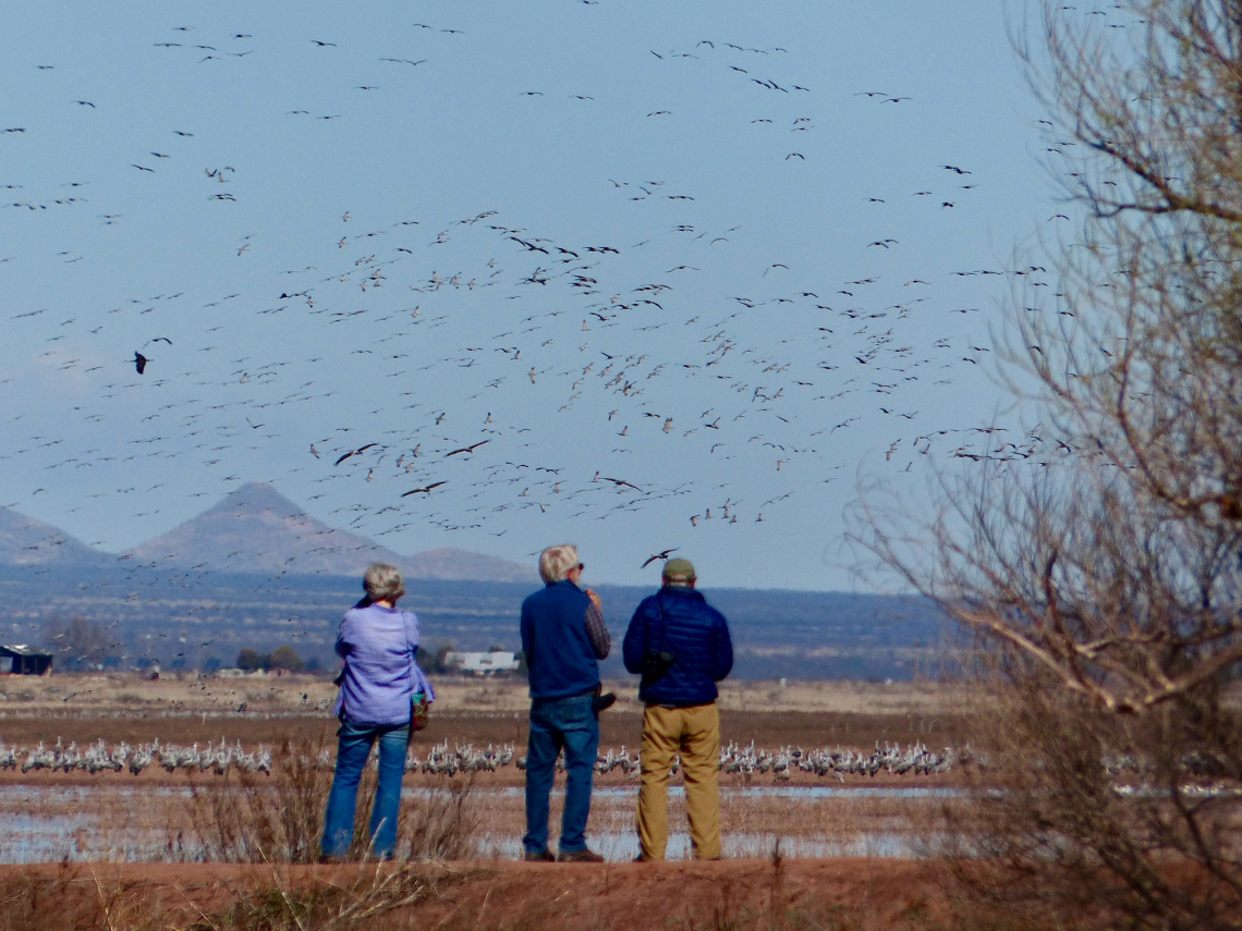Betsy Kunzer - Watching the Sandhill Cranes at Whitewater Draw 2015 Whitewater Draw Wildlife Area
