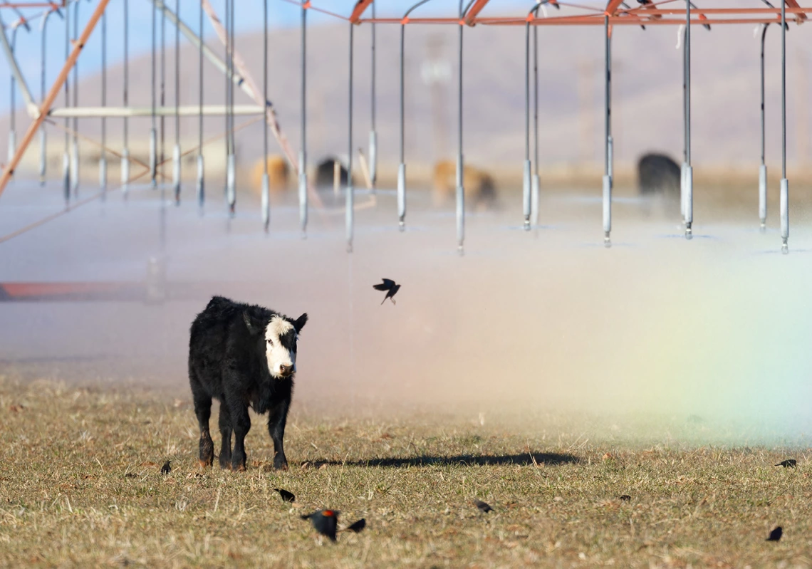 David Quanrud - Chasing a rainbow 2010 Sulphur Springs Valley AZ