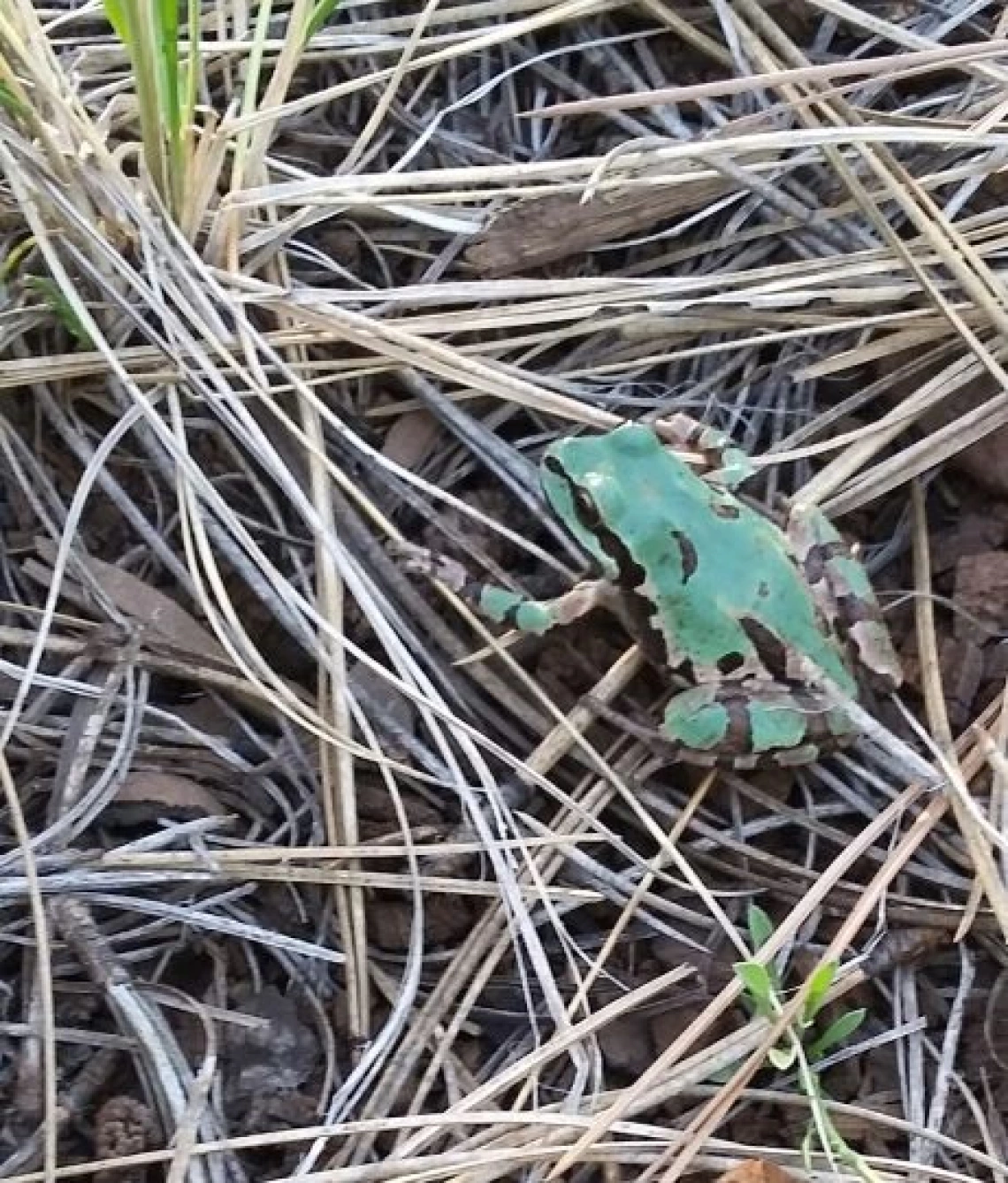 Brad Rutledge - AZ-Tree Frog 2020 Pinetop