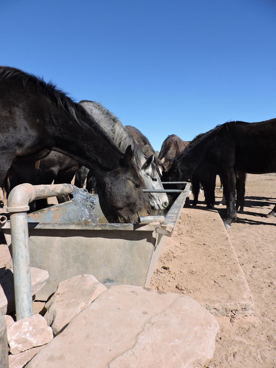 Jackie Rybin - Wild Horses 2021 Navajo Nation