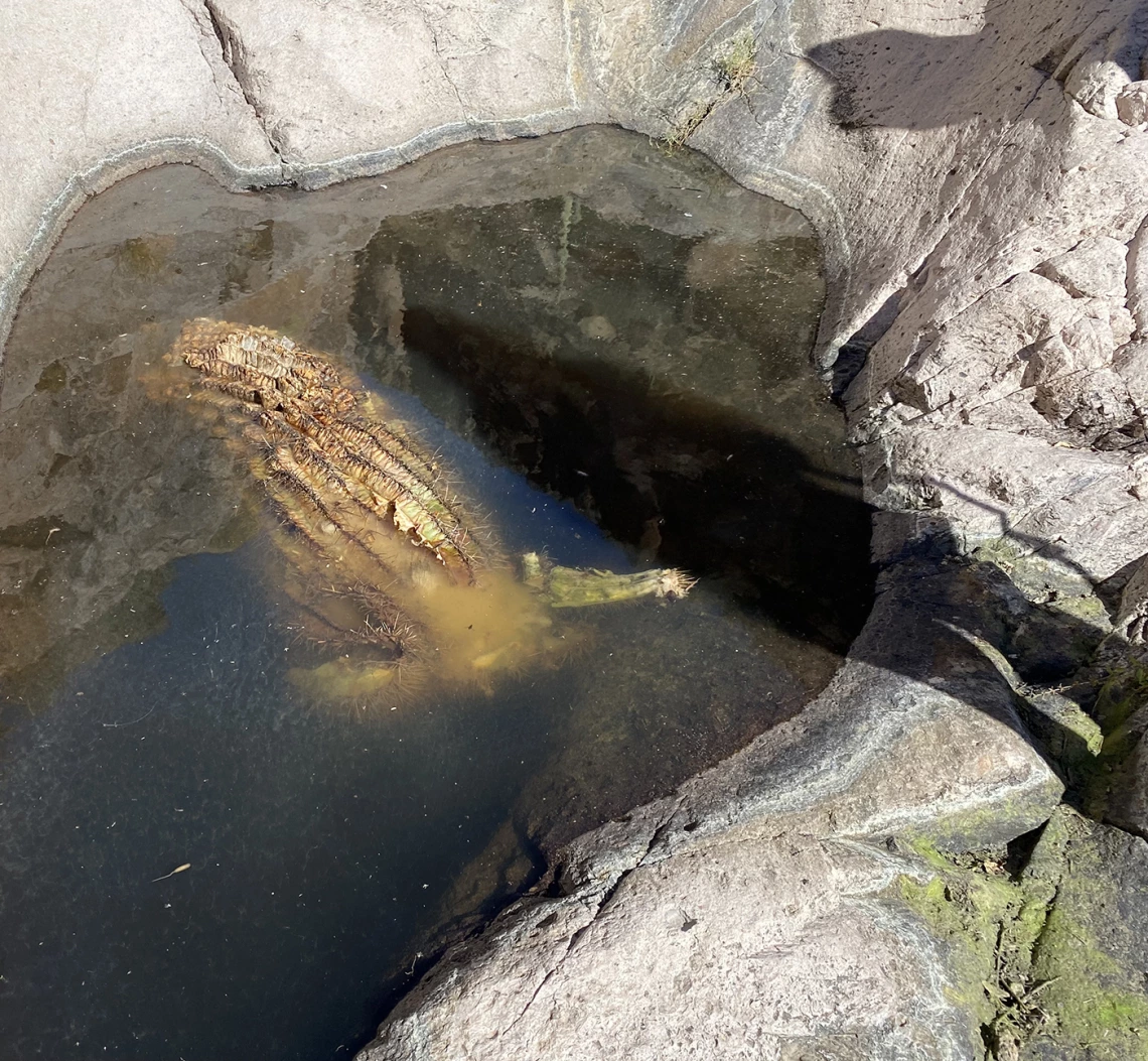 Richard Thaxton - Watery Grave 2021 Aravaipa Wilderness