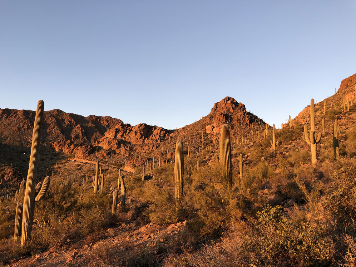 Cora Thomas - Sunkissed Mountains 2020 Tucson