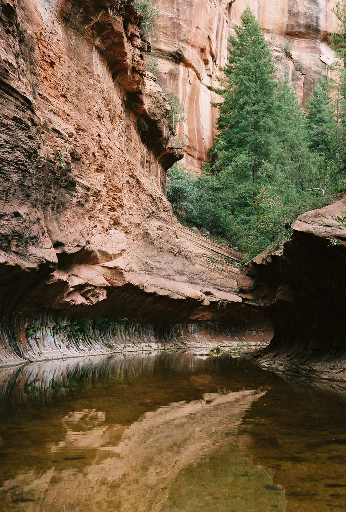 Shelby Thompson - Mythological Beauty 2021 Oak Creek Canyon