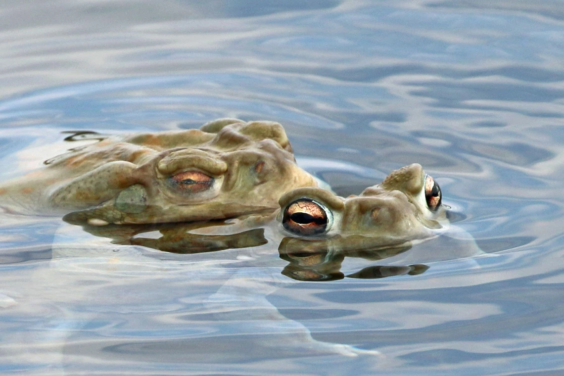 John Van Veldhuizen - Sonora Desert toad 2021-Historic Canoa Ranch