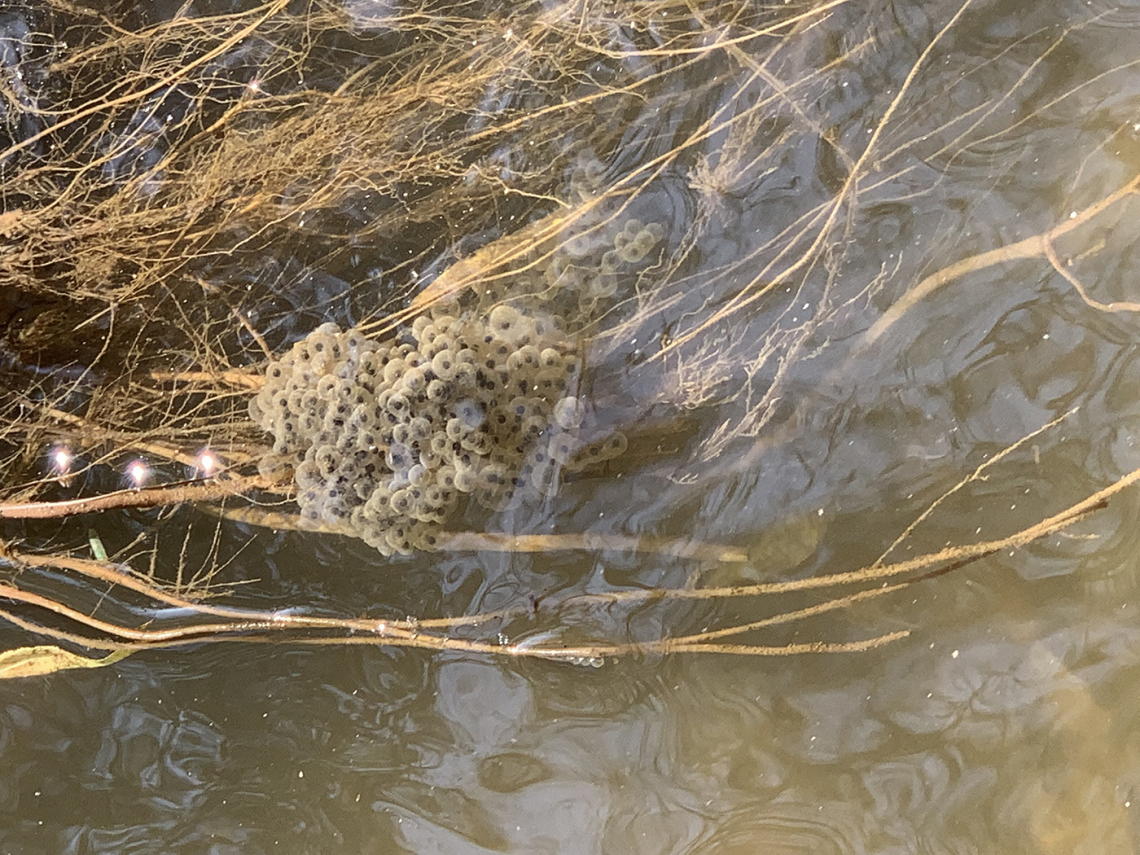 Amanda Webb - Lowland leopard frog eggs Cienega Creek Natural Preserve 2021
