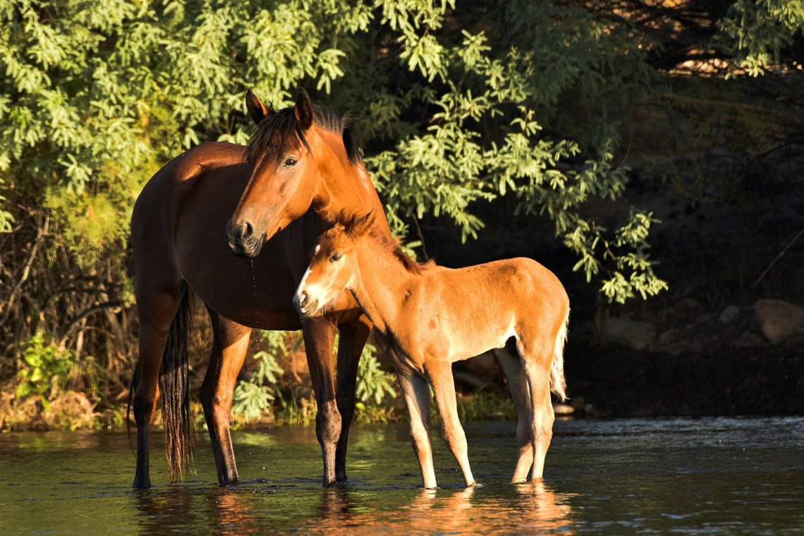 Lori Williams - A mothers love 2020 Salt River