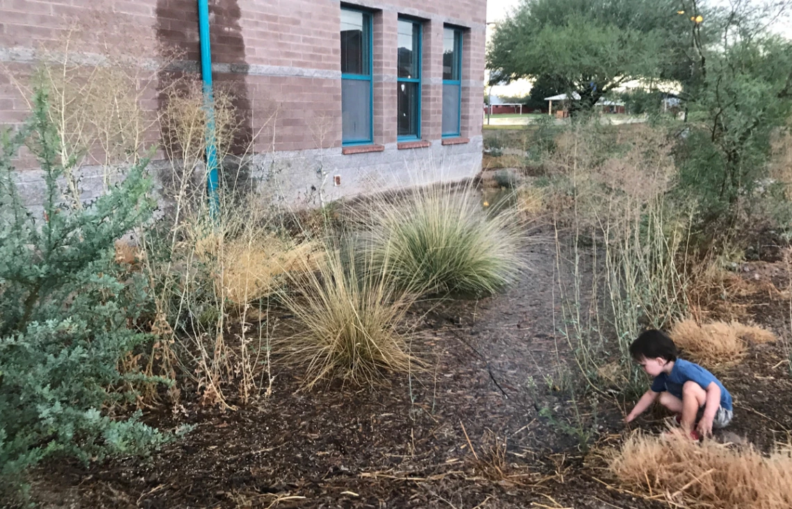 Eric Flewelling - Drachman Rain Garden - Tucson 2019