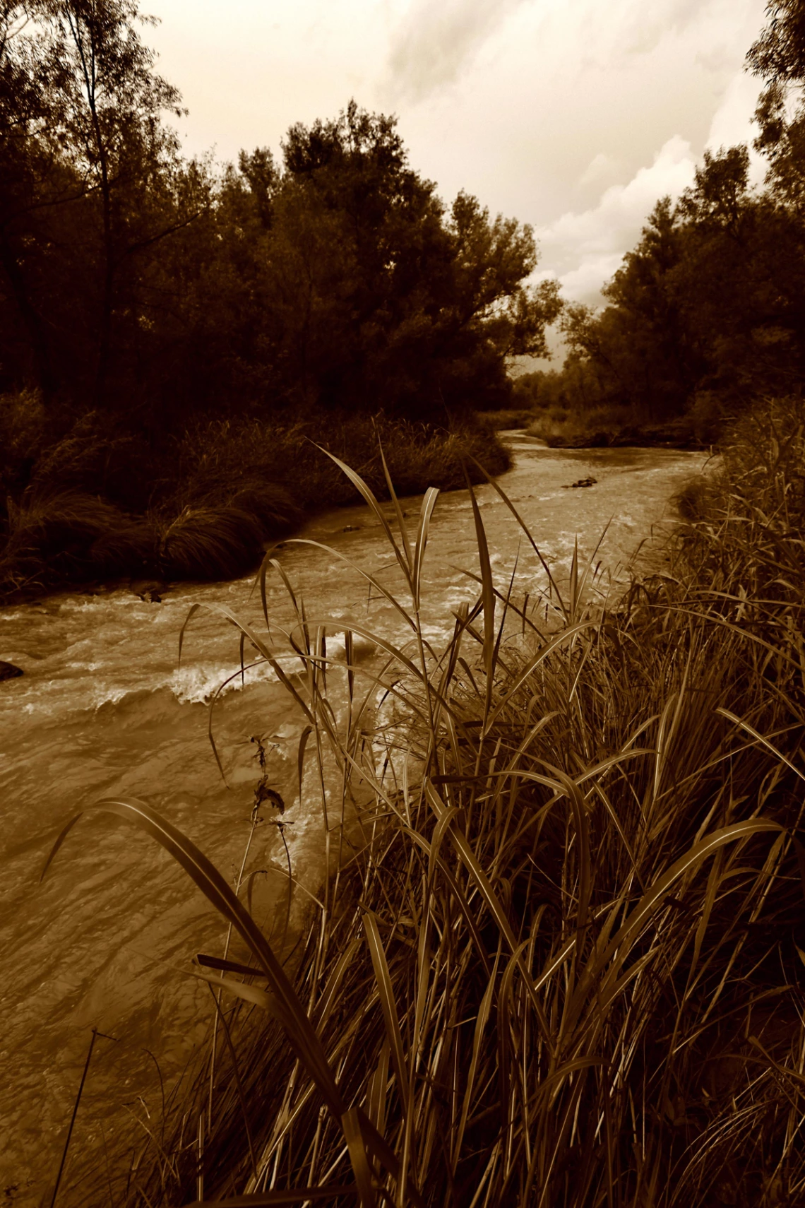 Bill Helm - Verde River Birgnotti - Cornville 2016