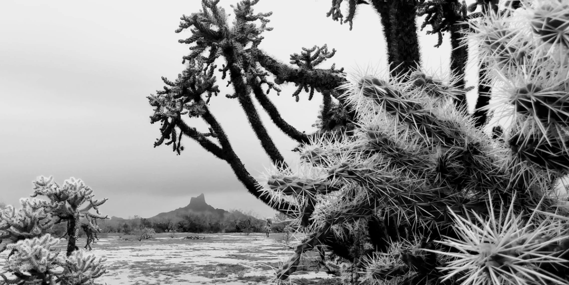 Tamara Holt - Cholla Tree - Picacho Peak 2019