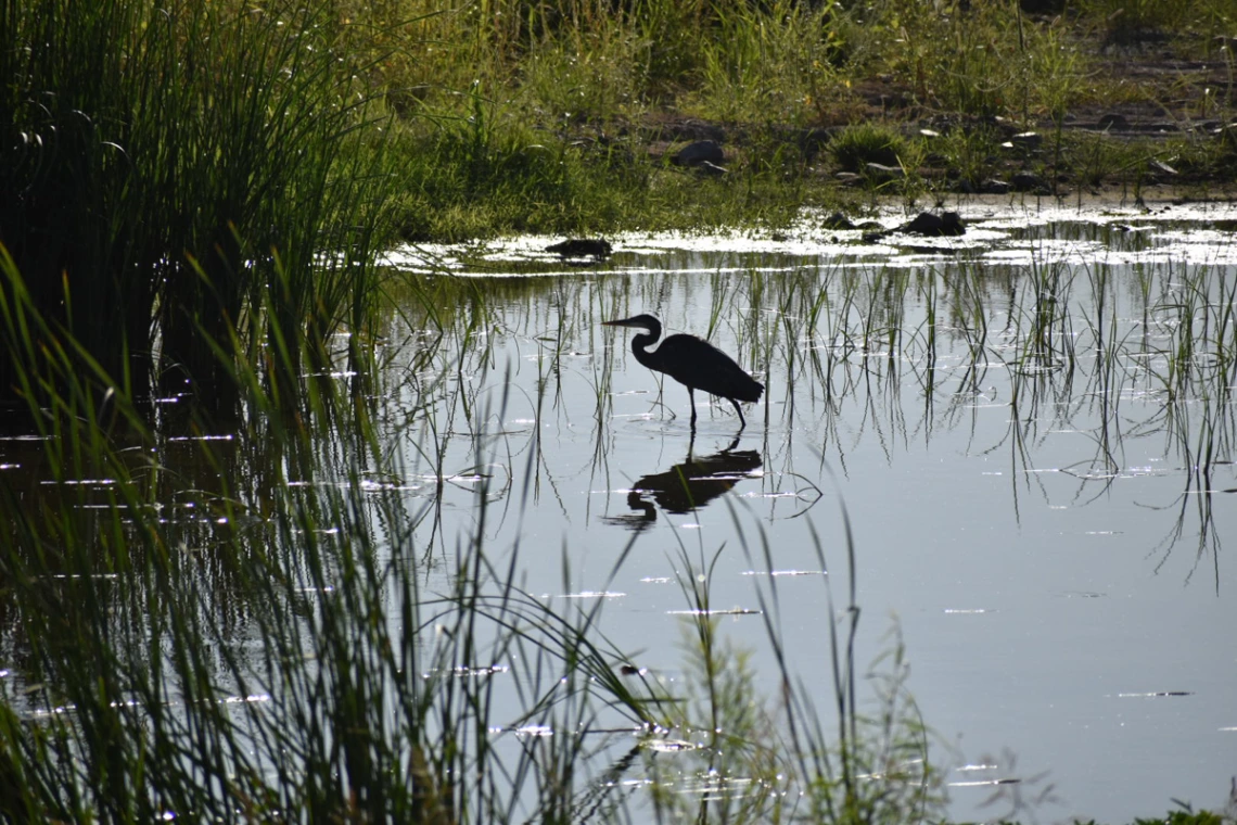 Jerry Webster - Heron in Santa Cruz - 2019