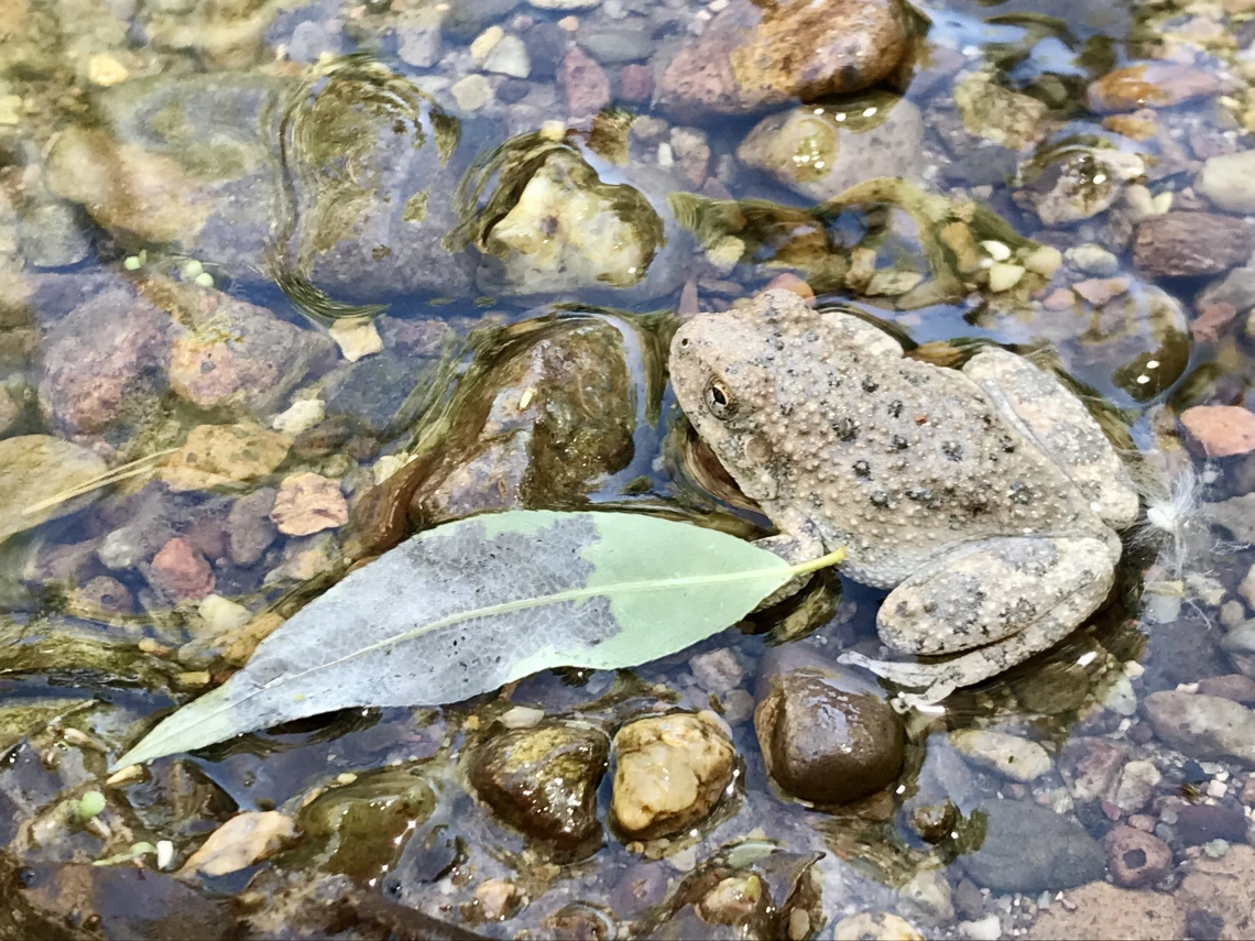 Peter Blystone photo - a very hard to find frog in in a shallow pool of water next to a leaf.