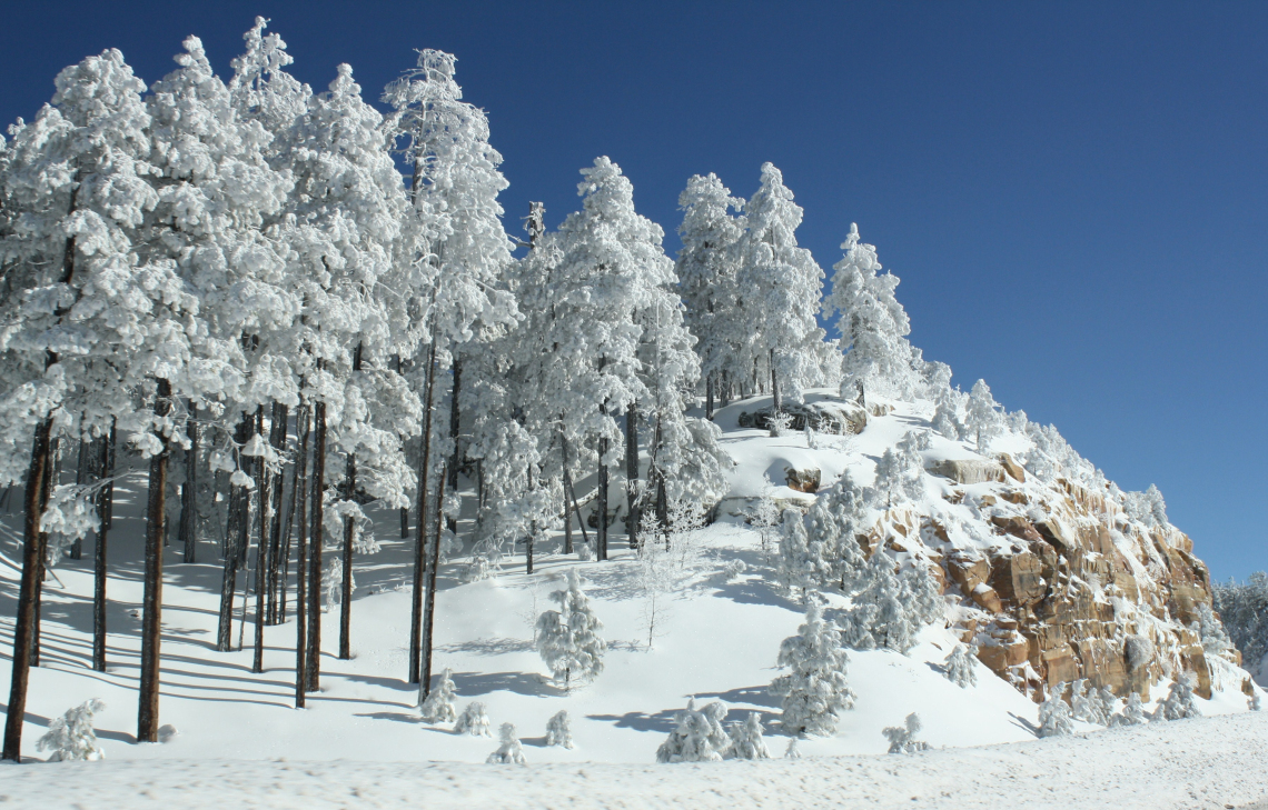 Annette Coffey photo showing snow topped pine trees in a winter scene