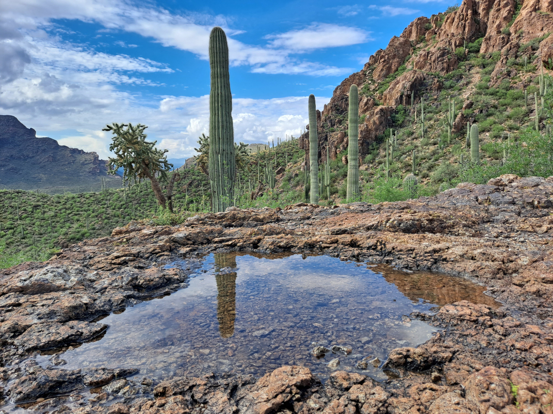 Stephen Cumberworth photo of a pool left after a rainfall. It has a reflection of a cactus in it.